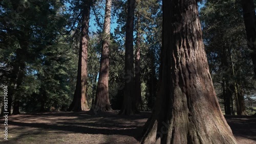 Towering Redwood Trees in Sunlit Forest Grove