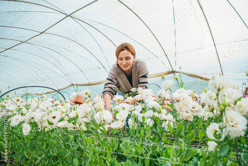 Foto Smiling woman florist tending to rows of white eustoma blooms in a greenhouse po