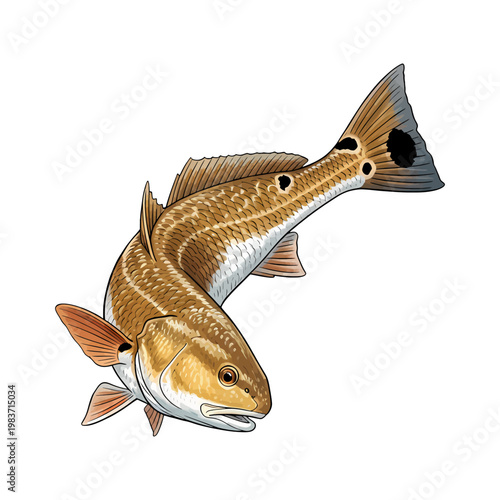 Redfish red drum fish vector illustration in a vintage style,