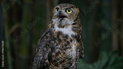 Photos Retrato de Búho cornudo tambien conocido como Búho Americano, una de las aves ra