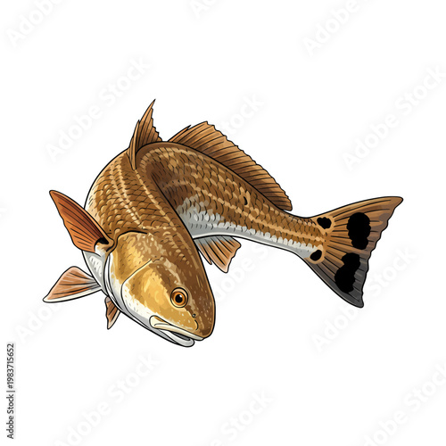 Redfish red drum fish vector illustration in a vintage style,