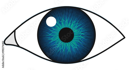 blue eye illustration with detailed iris and pupil symbolizing vision and human anatomy for medical or optical concepts