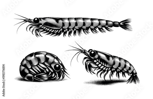 Krill macro krill specimen displayed in extended straight pose, compact resting pose, and angled view as one krill emphasizing body segmentation and limb
