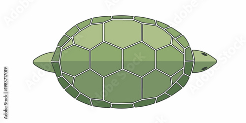 Green Turtle Shell Close Up View.