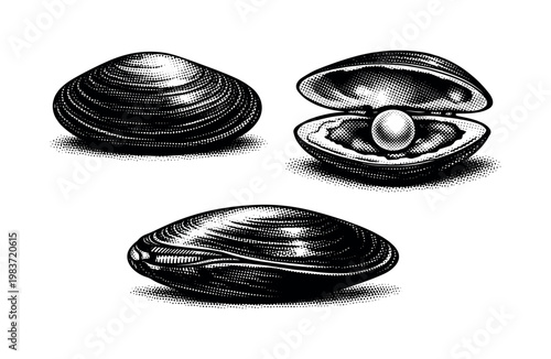 Mussel pearl mussel illustrated closed shell, open shell revealing interior, and side hinge view as the same solid mussel with balanced proportions. Black and