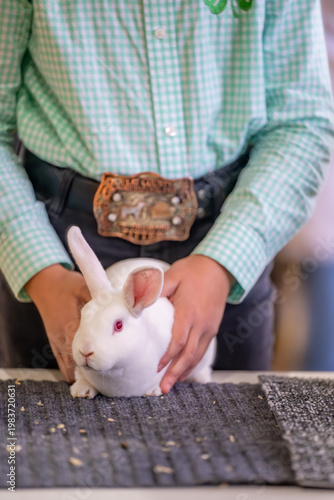 Картината върху платно rabbit showmanship