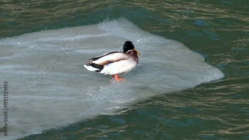 Duck standing on floating ice sheet amid cold winter lake water surface wildlife scene. Wild waterfowl rests icy floe as freezing conditions shape calm natural habitat beside frozen.