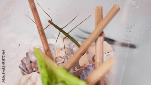 Stick insect inside transparent terrarium among shells and branches. Concept of exotic pets, insect observation, biology study and nature exploration at home. School project to grow an insect