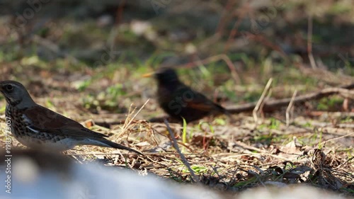 Wild fieldfare and starling on ground near melting snow in spring