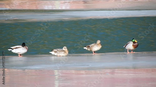 Duck standing on floating ice sheet amid cold winter lake water surface wildlife scene. Wild waterfowl rests icy floe as freezing conditions shape calm natural habitat beside frozen.