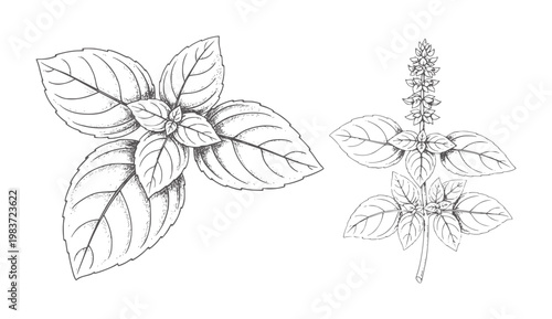 Black and white line of basil plant with leaves and flower spike herb