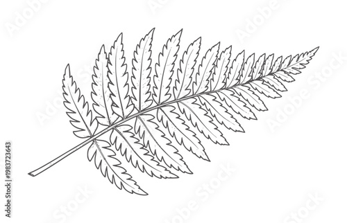 Black and white of a single fern frond plant leaf botanical
