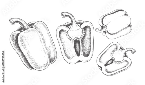 Hand drawn bell peppers whole and sliced in style paprika capsicum vegetable