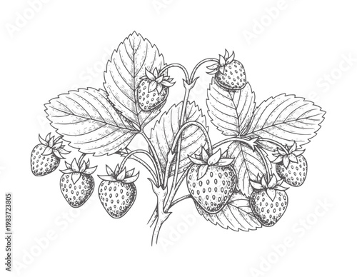 Hand drawn of ripe strawberries a vine with leaves strawberry fruit food nature plant
