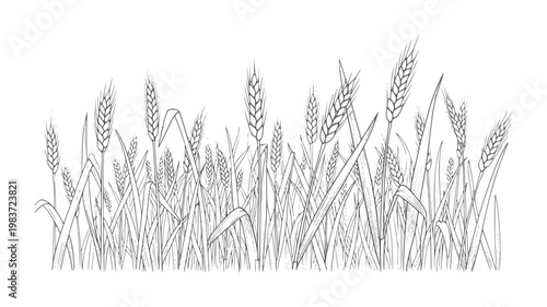 Hand drawn of wheat stalks and leaves against white grain field agriculture harvest