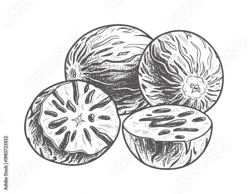 Hand drawn of whole and halved nutmeg fruits with texture spice food ingredient