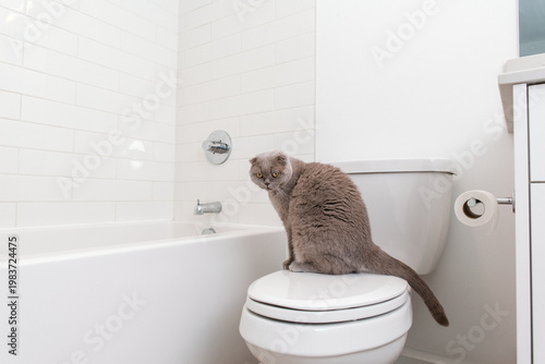A cute Scottish Fold cat with folded ears and expressive yellow eyes sits on a toilet seat in a modern white bathroom