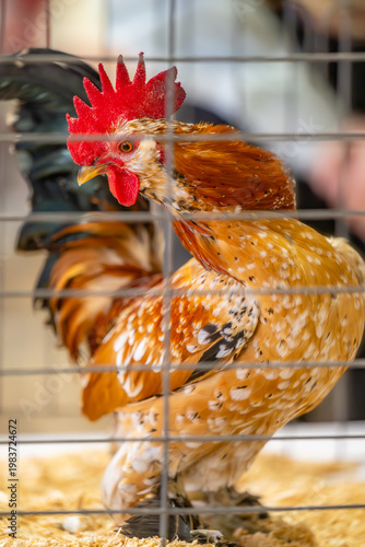 Fotografie poultry showmanship at the fair