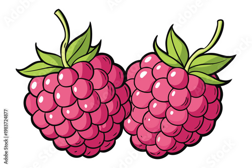 Two pink raspberries with green leaves on a white background Vector, illustration