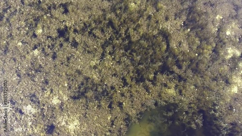 Overhead aerial view of underwater mossy seaweeds and aquatic plants near shoreline. Top down perspective shows submerged vegetation forming green textures beneath calm clear coastal shallows.