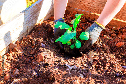 Fotografie Gardener plants eggplant seedlings in raised bed in backyard garden