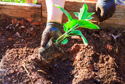 Canvas-taulu Gardening activity in backyard as someone plants eggplant young seedling into so