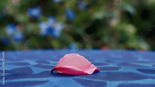 Pink flower petal on blue outdoor tablecloth