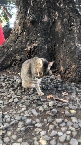 A tabby cat is grooming itself while sitting on a bed of small stones near the base of a large tree.