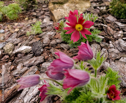 Konstfotografi Purple Pasqueflower (Pulsatilla vulgaris) blooming in the spring garden