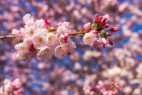 Spring Sunrise Cherry Blossom Branch. Cherry blossoms at sunrise in David Lam Park, Vancouver.
