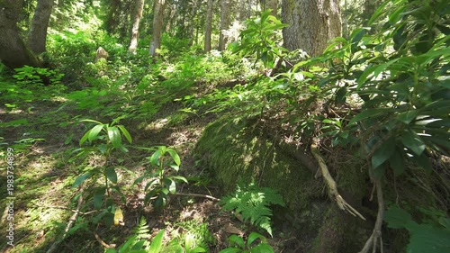 Tree trunks line a sloping mountain forest with dense woodland and filtered sunlight. Timber, undergrowth, shaded hillside create peaceful upland grove atmosphere in nature.