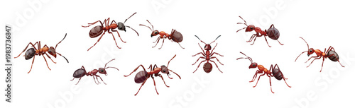 ants, whole bunch of ants, 螞蟻，螞蟻雄兵