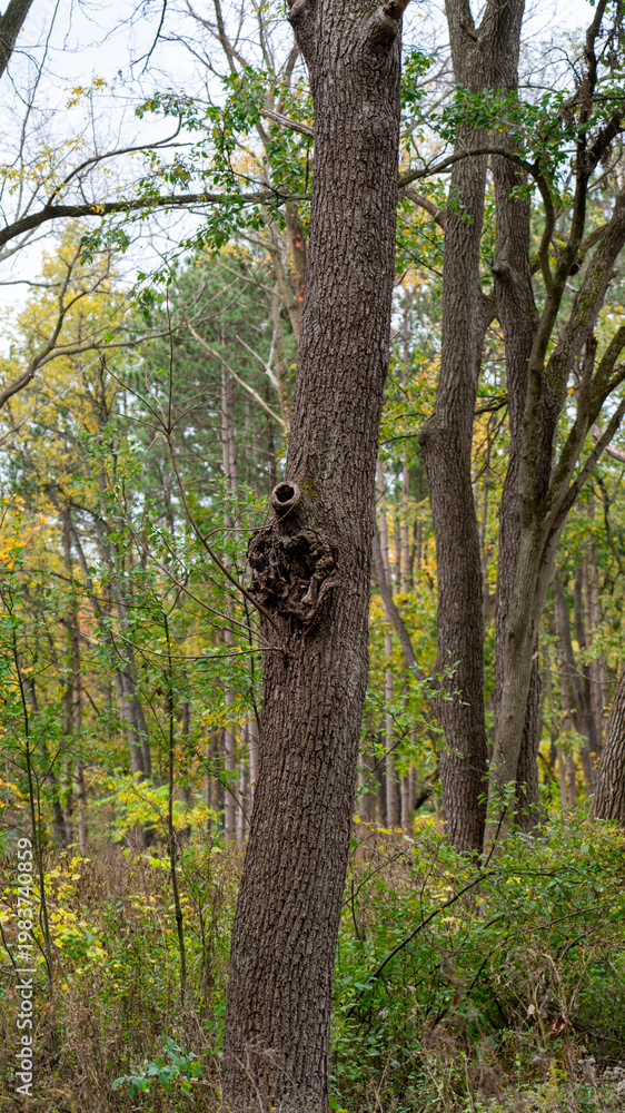 Fototapeta premium Vertical Mid-Sized Oak Tree with Unique Knot – Autumn Forest Nature Photography