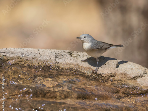 A Lucy's Warbler in Southern Arizona