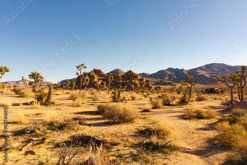 Arid landscape in the desert with yucca trees and a rock formation in the distance