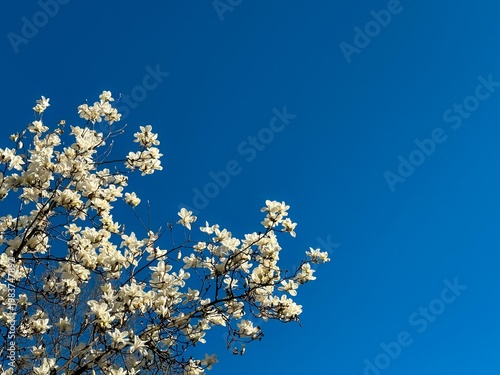 White magnolia blossoms on blue spring sky background