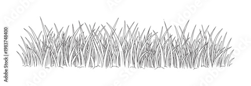 Hand drawn of dense green grass blades in a row nature botanical plant