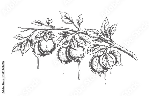 Ripe apples with dripping juice a branch with leaves fruit