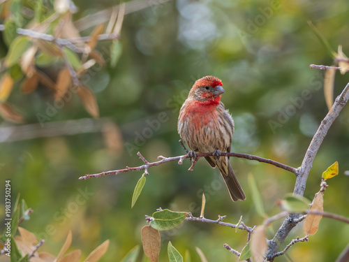A House Finch Male showing off his color to attract a mate.
