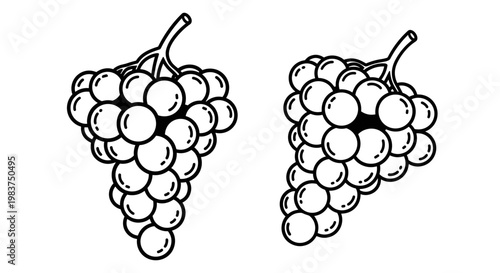 A minimalist vector illustration of two bunches of grapes in a simple line art style