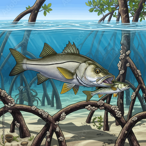 Snook attacking baitfish in mangrove habitat, illustration.