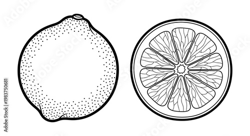 A minimalist vector illustration of a lemon cut in half, showcasing its textured skin and juicy interior
