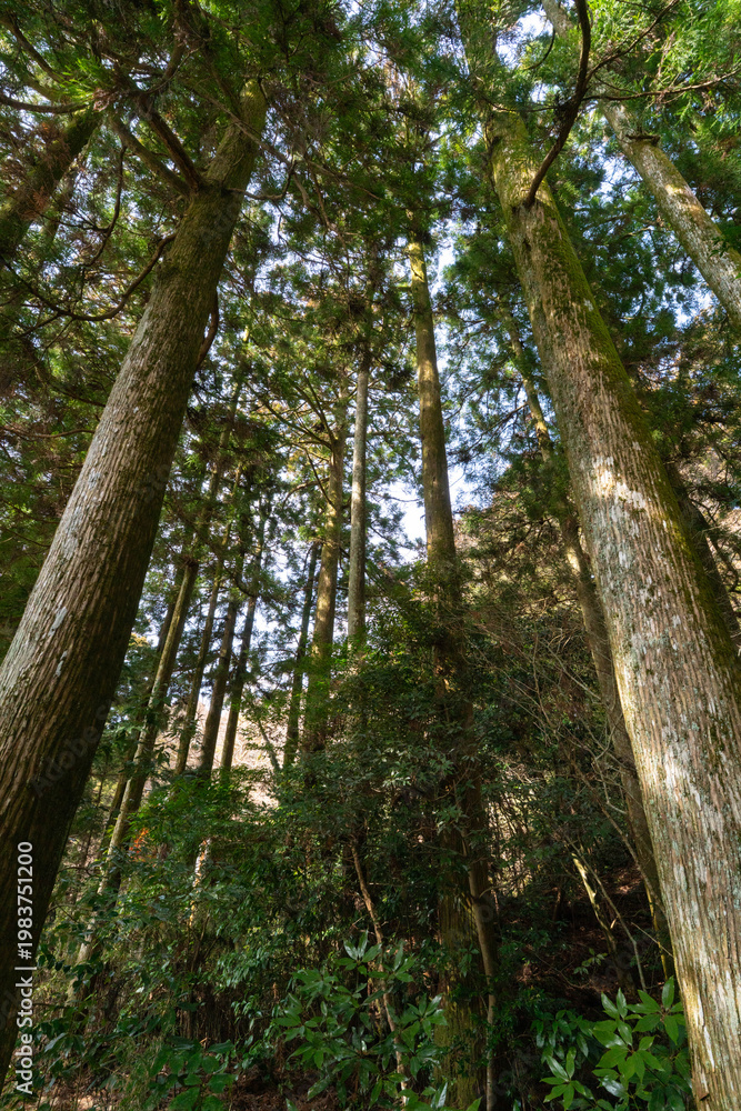 Fototapeta premium Tall trees inside forest. Low angle view.
