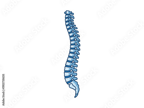 A simplified blue illustration of the human spinal column in side profile, highlighting its natural S-curve on a white background.