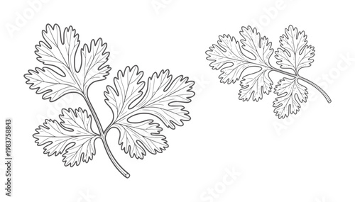 Black and white line of celery leaves with stems botanical monochrome