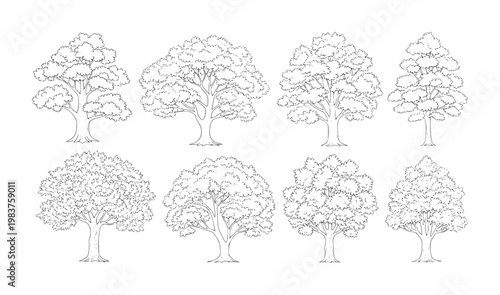 Eight black and white line of large leafy deciduous trees branches leaves trunks