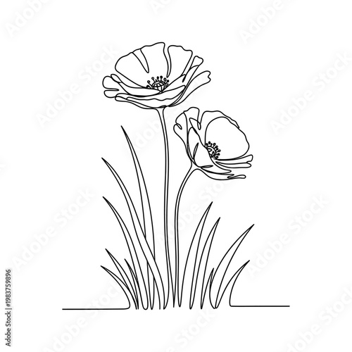 elegant continuous line drawing of two delicate poppies in green grass