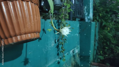The beauty of the Wijaya Kusuma flower—also known as the Queen of the Night, the Flower of Glory, or Epiphyllum oxypetalum—when it blooms at night. This white-flowered plant has a fragrant aroma
