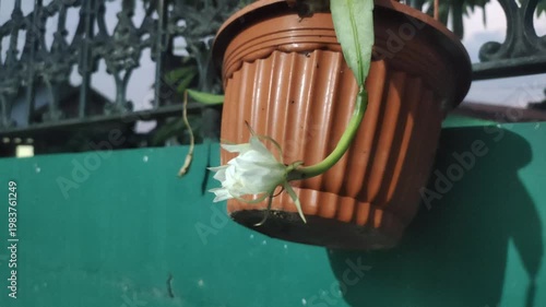 The beauty of the Wijaya Kusuma flower—also known as the Queen of the Night, the Flower of Glory, or Epiphyllum oxypetalum—when it blooms at night. This white-flowered plant has a fragrant aroma