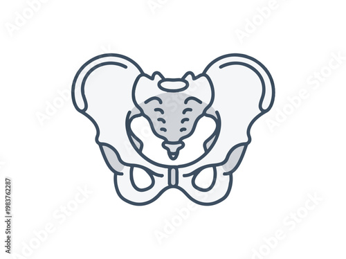 A simplified, stylized illustration of the human pelvis, shown from the front, highlighting the ilium, ischium, pubis, sacrum, and coccyx.